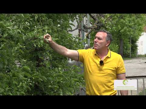 EMISIJA 2 2021   Radovi u voćnjaku u maju HD