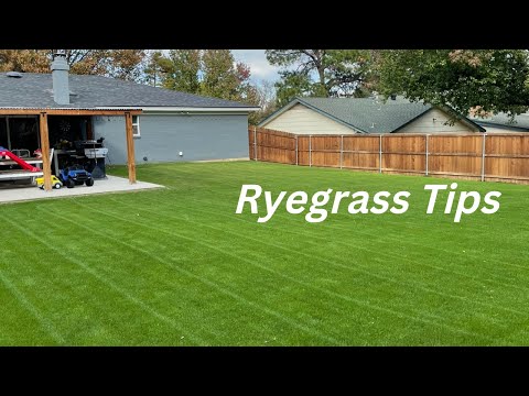 Ryegrass Winter Overseeding in Texas / Things I Consider Before I Begin