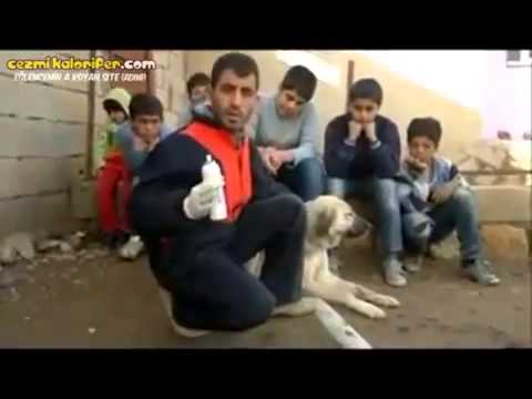sokak köpeklerini canla seven adam
