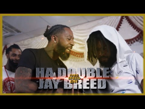HA Double vs Jay Breed