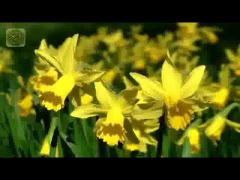 Surah Kauthar Complete Recitation of Holy Quran and With Nature By Sheikh Bander Baleela 1