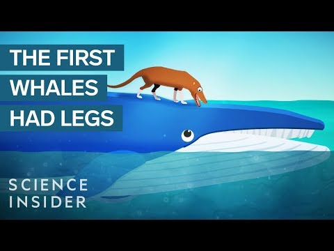 How Whales Became The Largest Animals Ever