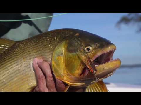 Dorado Fishing in Los Laureles Lodge