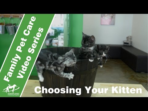 Choosing your kitten- Companion Animal Vets