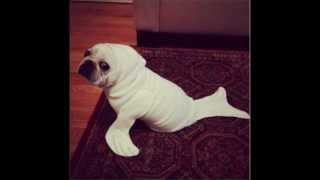 million dollar secret- irene reid