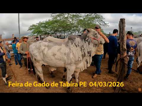 Feira do Gado em Tabira Pernambuco 04/03/2026 #nordeste #gado