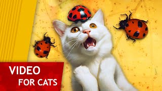 Cat Games - Playful Ladybug
