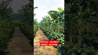 Download lagu Creative ideas #smartfarmers, double profits mp3