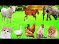 Elephant Sound Amazing Elephant Trumpets And Calls Animal Sounds Collection