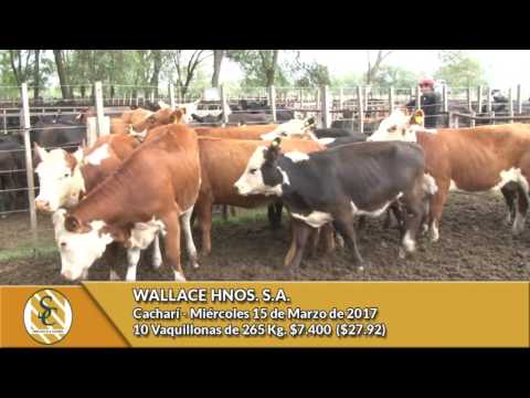 15-03-17- Venta de hembras- Wallace Hnos. Cacharí
