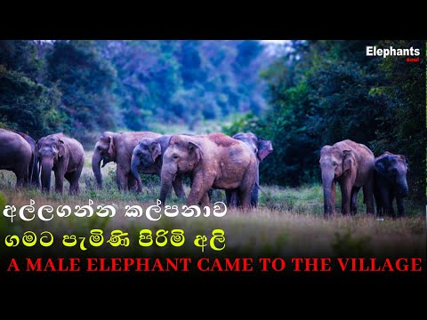 A male elephant came to the village අල්ලගන්න කල්පනාව  Elephant soul