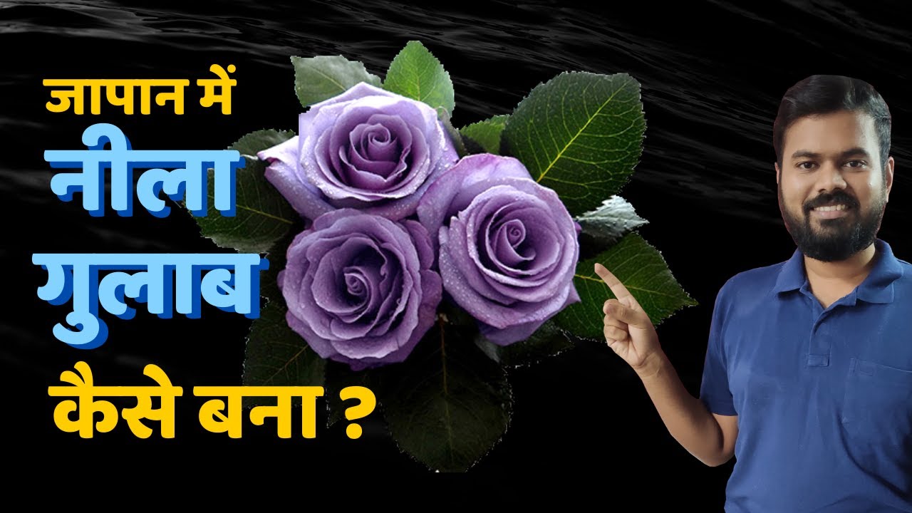 How They Created The Impossible Blue Rose