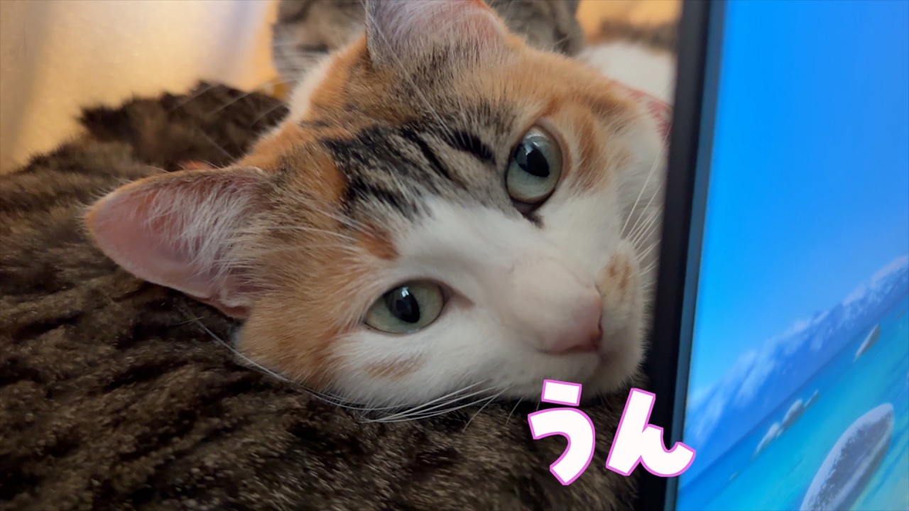 【楽しいトレッキングのはずが😣】愛猫から元気をもらう青森の車中泊旅🐱