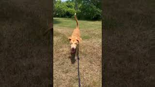 Video preview image #1 Pointer-Unknown Mix Puppy For Sale in Woodbury, NY, USA