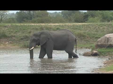 Huge Elephant Bull quietly crosses carpark and frightens tourists before taking a dip