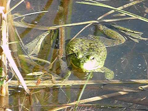 YouTube Video AuIKGlnU78o