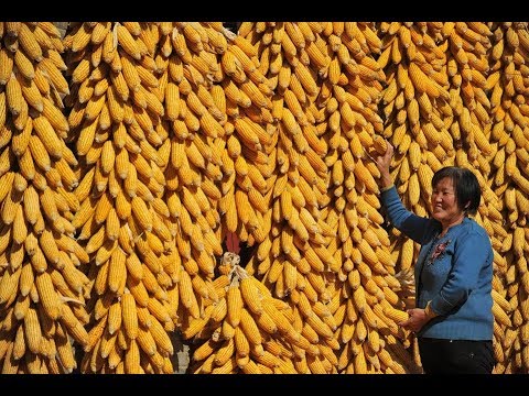 Mysterious Origins of Corn Update: 80,000 Year Old Pollen Fossils Found (Part 2)