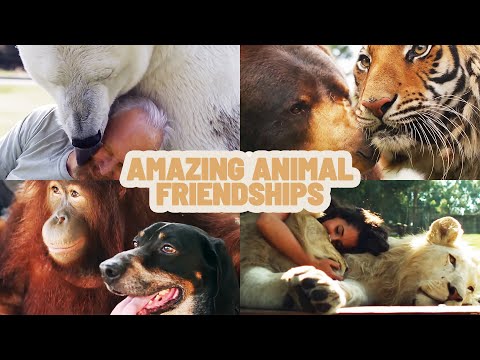 Animal Adventures: Unlocking the Enigma of Unorthodox Animal Friendships