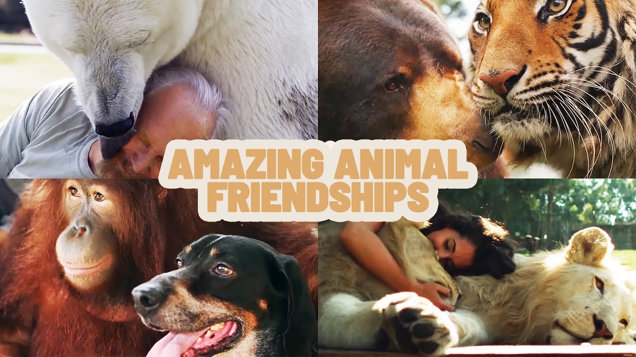 Animal Adventures: Astonishing Animal Affection Stories