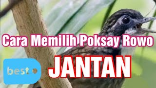 Download lagu Ciri Poksay Rawa Jantan/ Rowo Rowo jantan mp3