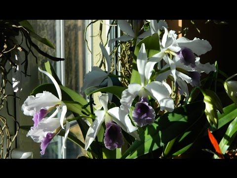 How to Flower Cattleyas on a Windowsill