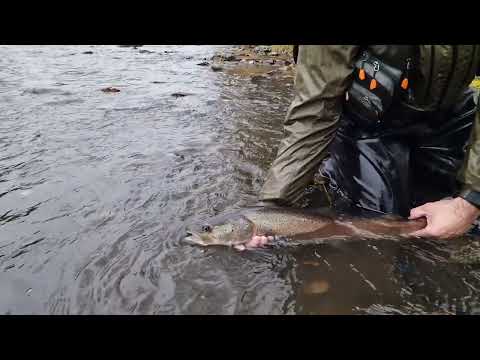 Flyfishing release Hucho