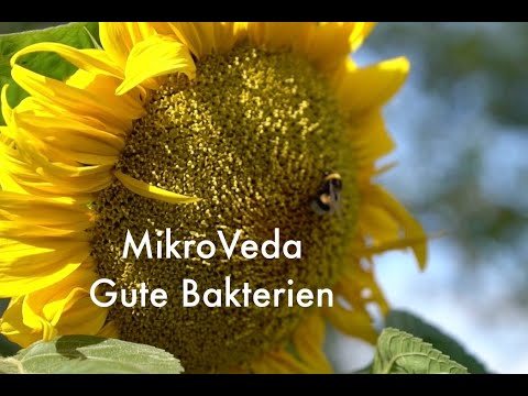 Erfahrungen mit MikroVeda Produkten: Gute Bakterien für Tier, Natur und Umwelt?
