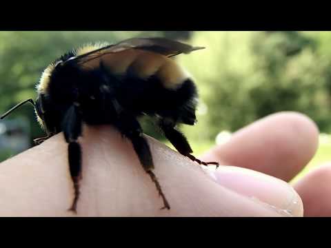 Close up of a bee's stinger