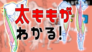 よくわかる太ももの筋肉2 朝ドロ#115 表情ドローイング 【初心者歓迎】Thigh muscles explained for the second time.