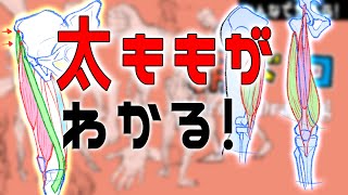  - よくわかる太ももの筋肉２　朝ドロ#115　 表情ドローイング  【初心者歓迎】Thigh muscles explained for the second time.