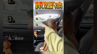【俺の厳選】世界でバズった動画集🐾Part29