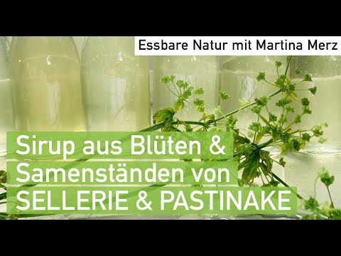 Sirup aus Sellerie- & Pastinakenblüten mit Zitronen