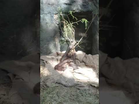 Baby Orangutan @ The Cleveland Zoo Summer 2018