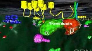 Vision  - Light and Neuronal Activity