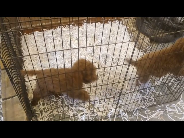 Toy Poodle cachorro en venta