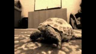 Une journée dans la vie d'une tortue