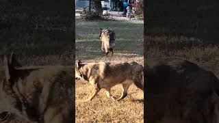 Two old friends spending time reliving the old days #dog #germanshepheard #farming #shorts
