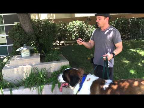 shock collar for st bernard