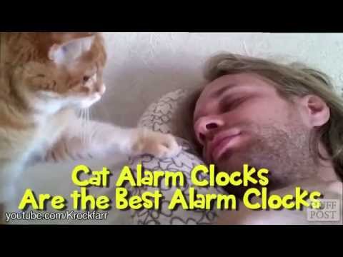 Cats Are the Best Alarm Clock