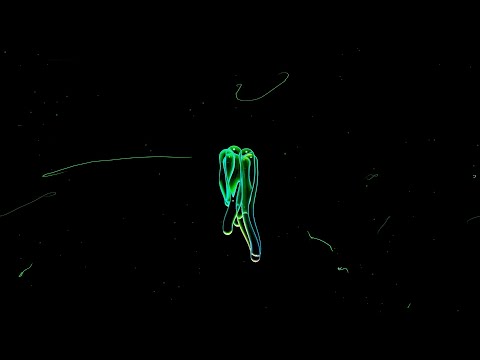 [FREE] Laylow x Hamza x Josman Type Beat ' Spirit ' Feat. Ateyaba | Prod. By Ian-98