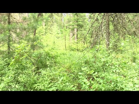 download lagu mp3 mp4 When Are Huckleberries In Season In Montana, download lagu When Are Huckleberries In Season In Montana gratis, unduh video klip When Are Huckleberries In Season In Montana