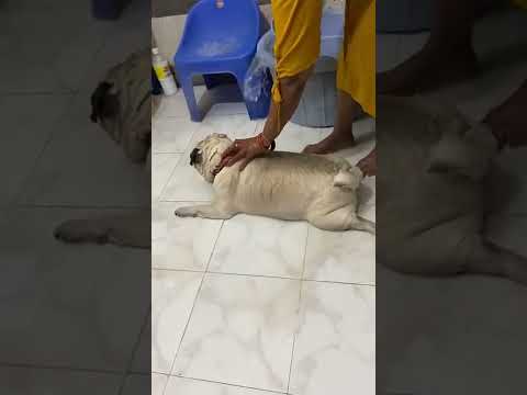 mera pyara sabse achcha Fedal ❤❤❤❤❤💟👀