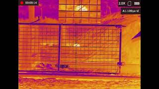 Thermal Rodent Video 4