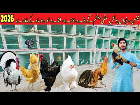 Fancy Hen Egg laying Breeder Pair || Turkey Bird Egg laying Breeder pair #petvlog #fancyhen 