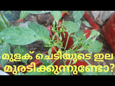 മുളക് ചെടികളുടെ ഇല മുരടിപ്പ് മാറ്റി എടുക്കാം, green chilli farming at home #farming #organic #farm