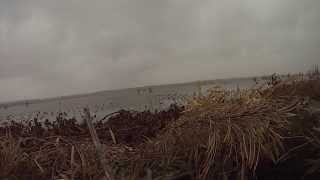 preview picture of video 'GoPro Hero 3 - Duck Hunting on Reelfoot Lake'