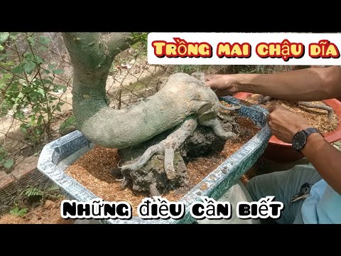 Growing yellow apricot | how to grow apricot in pots and plates.
