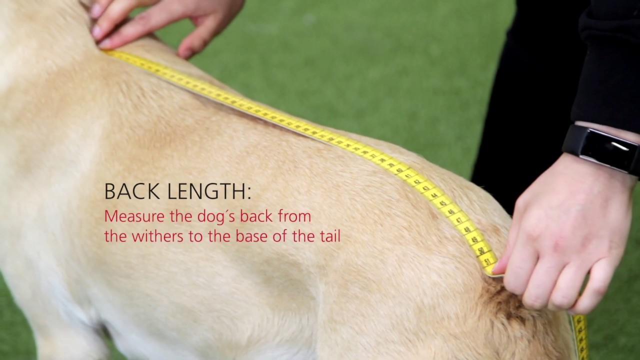 Rukka Pets Warmup Coat - Pink Video