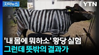 [자막뉴스] '소에 줄 긋는다고 얼룩말?' 웃었는데... 예상 밖 결과 / YTN