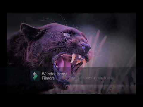 FD - freestyle dicidens